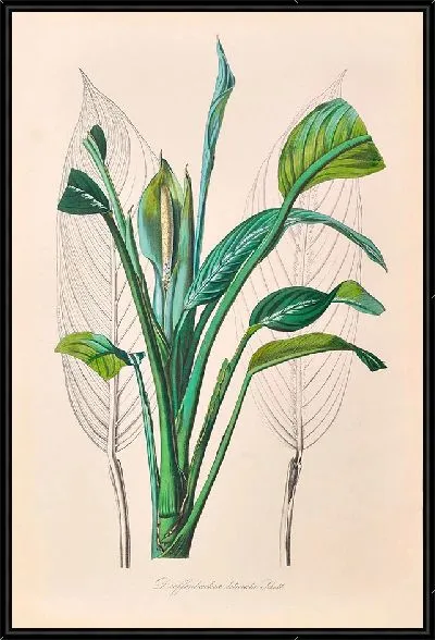 Картина Иконы Ароидеарум, табл. 29 (1857 г.)