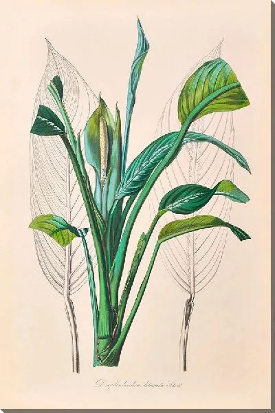 Картина Иконы Ароидеарум, табл. 29 (1857 г.)