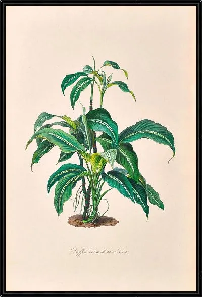 Картина Иконы Ароидеарум, табл. 28 (1857 г.)