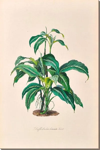 Картина Иконы Ароидеарум, табл. 28 (1857 г.)