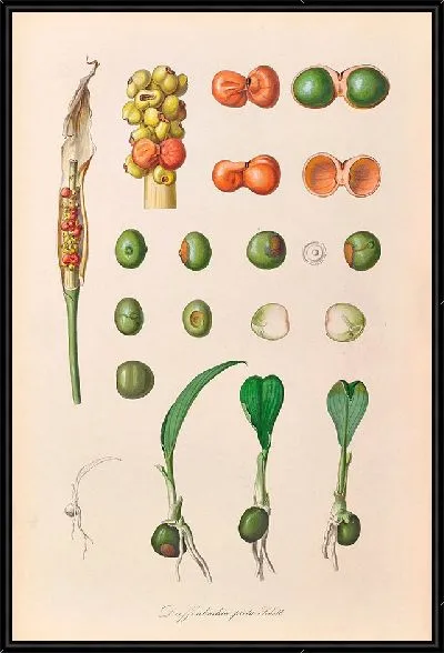 Картина Иконы Ароидеарум, табл. 27 (1857 г.)