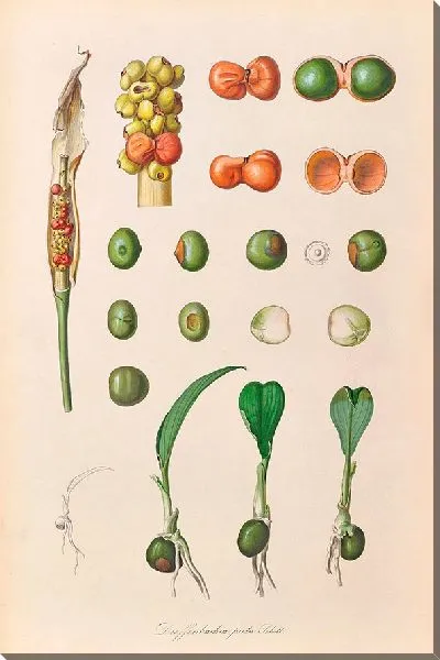 Картина Иконы Ароидеарум, табл. 27 (1857 г.)