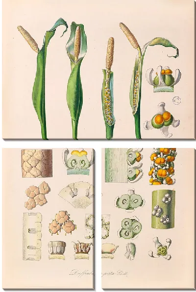 Картина Иконы Ароидеарум, табл. 26 (1857 г.)