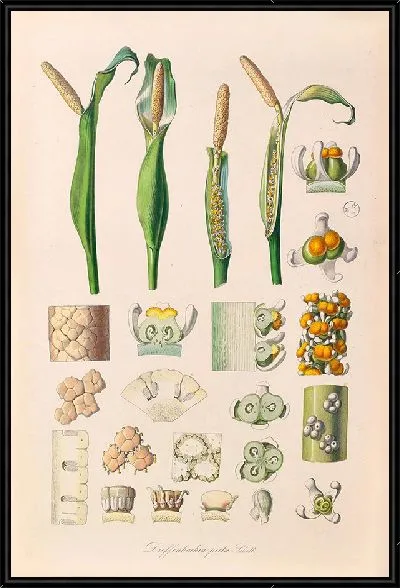 Картина Иконы Ароидеарум, табл. 26 (1857 г.)