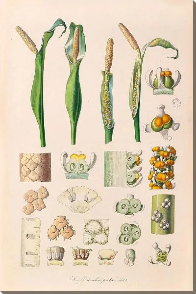 Картина Иконы Ароидеарум, табл. 26 (1857 г.)