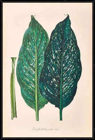 Картина Иконы Ароидеарум, табл. 25 (1857 г.)