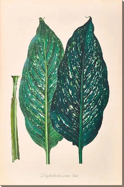 Картина Иконы Ароидеарум, табл. 25 (1857 г.)