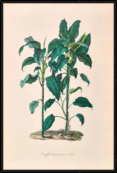 Картина Иконы Ароидеарум, табл. 24 (1857 г.)