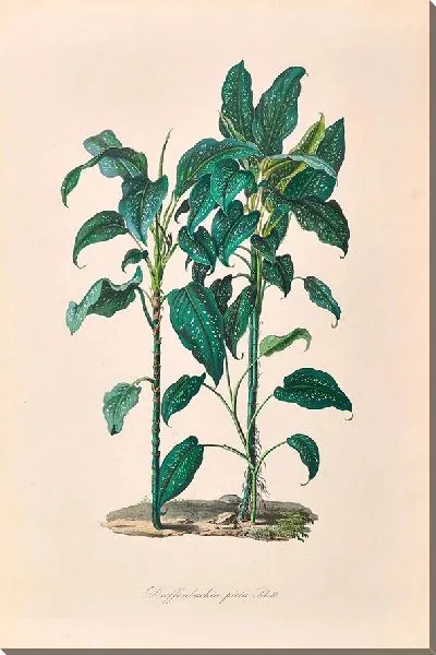 Картина Иконы Ароидеарум, табл. 24 (1857 г.)