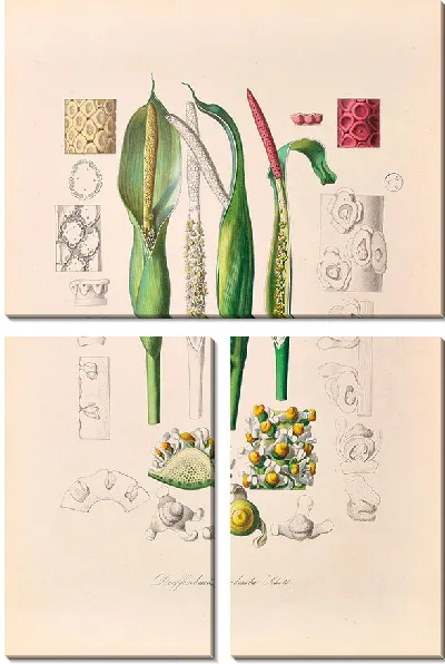 Картина Иконы Ароидеарум, табл. 23 (1857 г.)