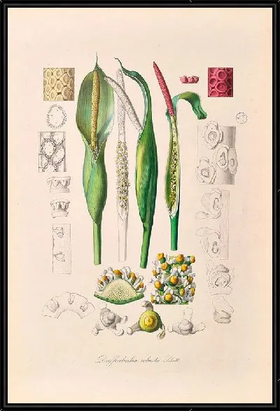 Картина Иконы Ароидеарум, табл. 23 (1857 г.)