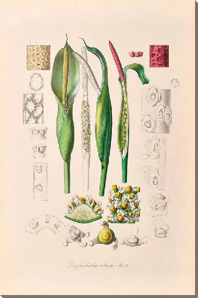 Картина Иконы Ароидеарум, табл. 23 (1857 г.)