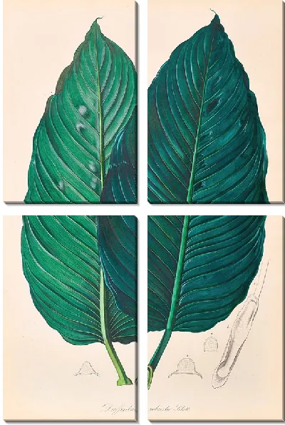 Картина Иконы Ароидеарум, табл. 22 (1857 г.)