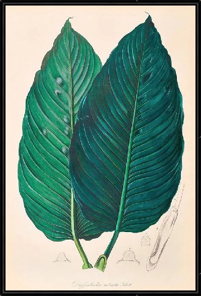 Картина Иконы Ароидеарум, табл. 22 (1857 г.)