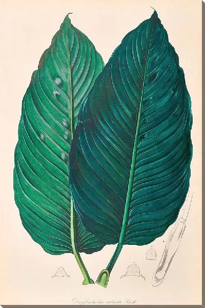 Картина Иконы Ароидеарум, табл. 22 (1857 г.)