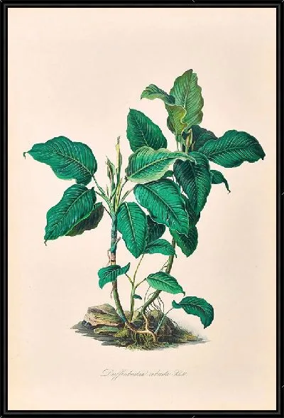 Картина Иконы Ароидеарум, табл. 21 (1857 г.)