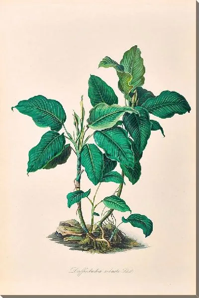 Картина Иконы Ароидеарум, табл. 21 (1857 г.)