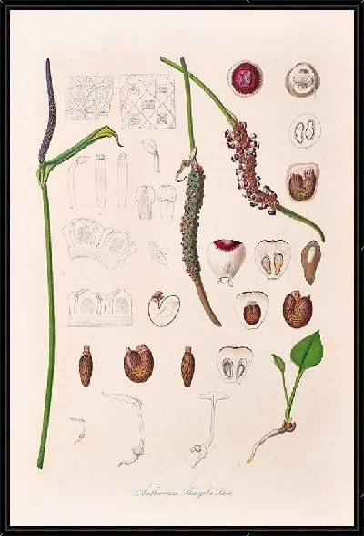 Картина Иконы Ароидеарум, табл. 20 (1857 г.)