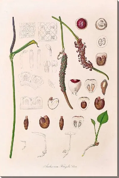 Картина Иконы Ароидеарум, табл. 20 (1857 г.)