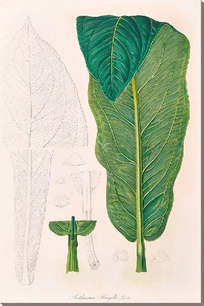 Картина Иконы Ароидеарум, табл. 19 (1857 г.)