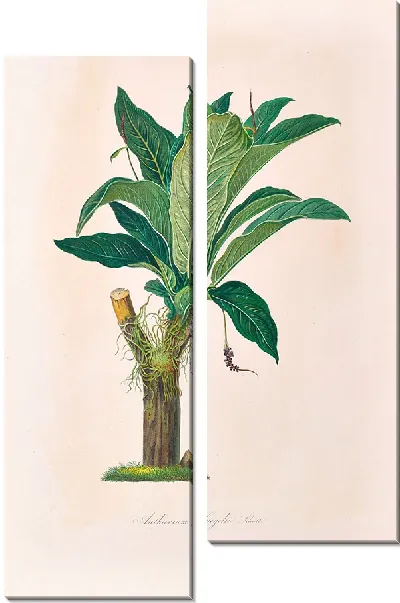 Картина Иконы Ароидеарум, табл. 18 (1857 г.)