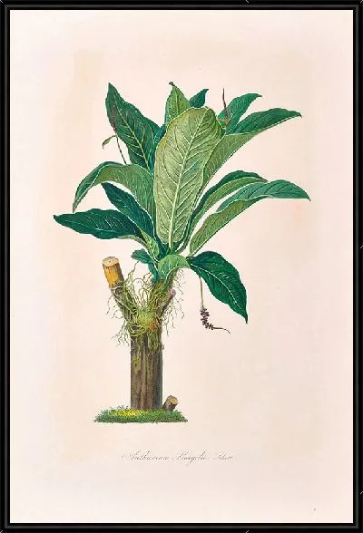 Картина Иконы Ароидеарум, табл. 18 (1857 г.)