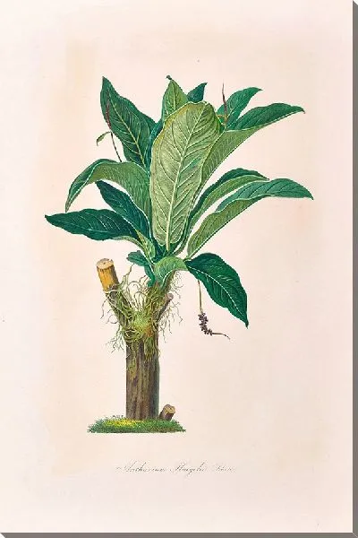 Картина Иконы Ароидеарум, табл. 18 (1857 г.)