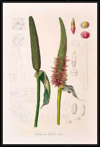 Картина Иконы Ароидеарум, табл. 17 (1857 г.)