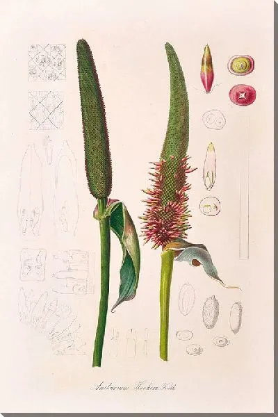 Картина Иконы Ароидеарум, табл. 17 (1857 г.)