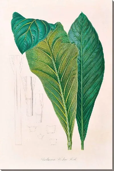 Картина Иконы Ароидеарум, табл. 16 (1857 г.)