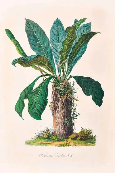 Картина Иконы Ароидеарум, табл. 15 (1857 г.)