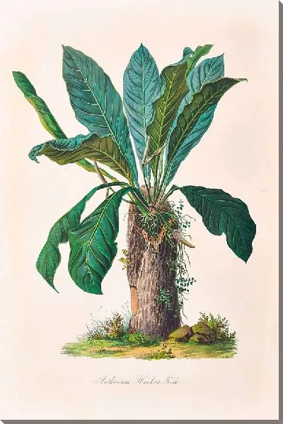 Картина Иконы Ароидеарум, табл. 15 (1857 г.)