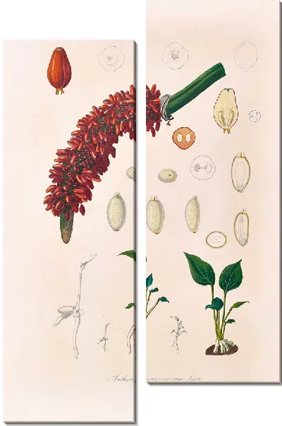 Картина Иконы Ароидеарум, табл. 14 (1857 г.)