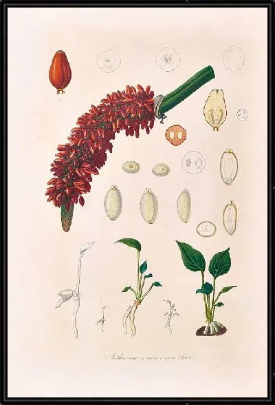 Картина Иконы Ароидеарум, табл. 14 (1857 г.)