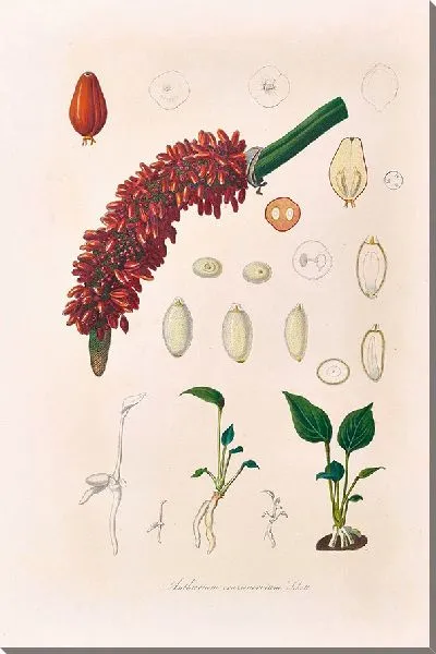 Картина Иконы Ароидеарум, табл. 14 (1857 г.)