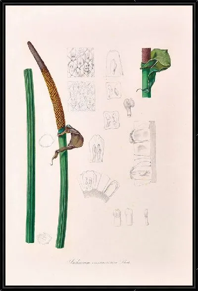Картина Иконы Ароидеарум, табл. 13 (1857 г.)