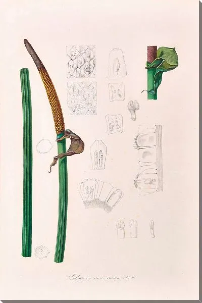 Картина Иконы Ароидеарум, табл. 13 (1857 г.)