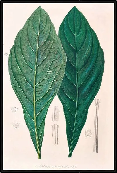 Картина Иконы Ароидеарум, табл. 12 (1857 г.)