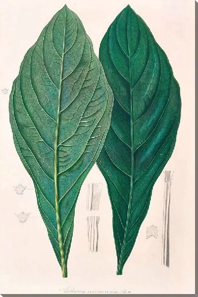 Картина Иконы Ароидеарум, табл. 12 (1857 г.)