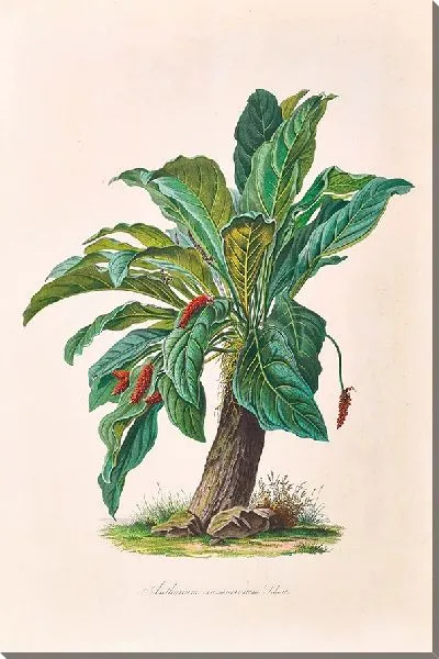 Картина Иконы Ароидеарум, табл. 11 (1857 г.)