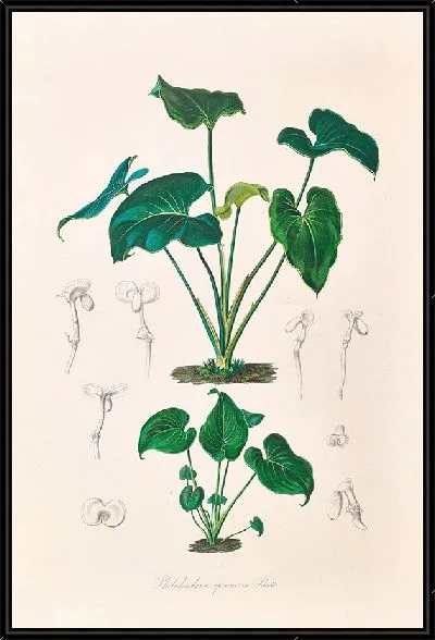 Картина Иконы Ароидеарум, табл. 10 (1857 г.)