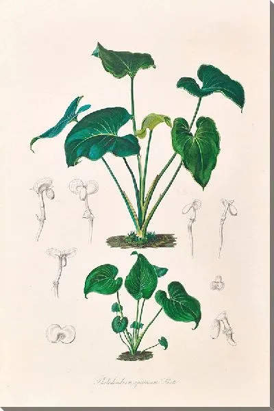 Картина Иконы Ароидеарум, табл. 10 (1857 г.)