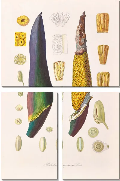 Картина Иконы Aroidearum Pl.09 (1857 г.)
