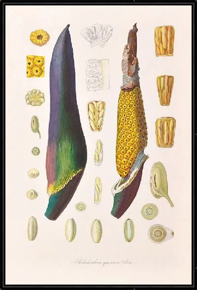 Картина Иконы Aroidearum Pl.09 (1857 г.)