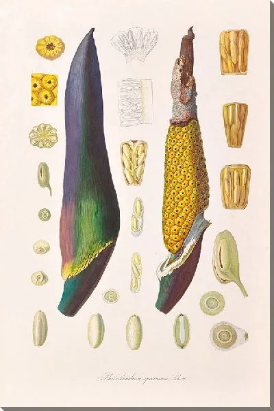 Картина Иконы Aroidearum Pl.09 (1857 г.)