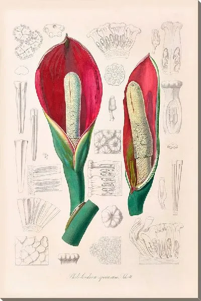 Картина Иконы Aroidearum Pl.08 (1857 г.)