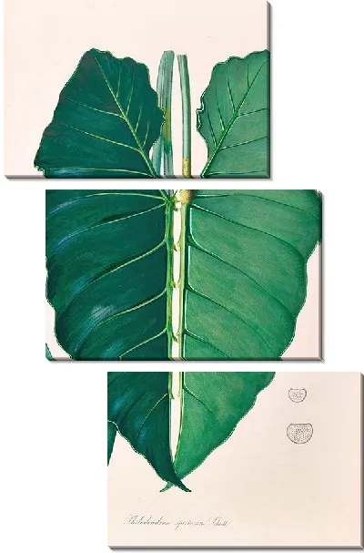 Картина Иконы Aroidearum Pl.07 (1857 г.)