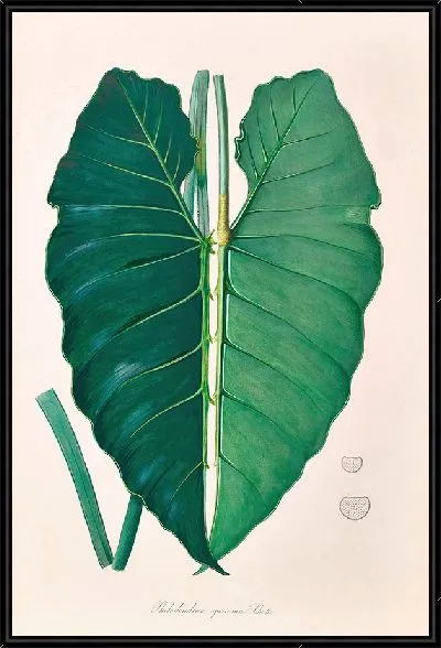 Картина Иконы Aroidearum Pl.07 (1857 г.)