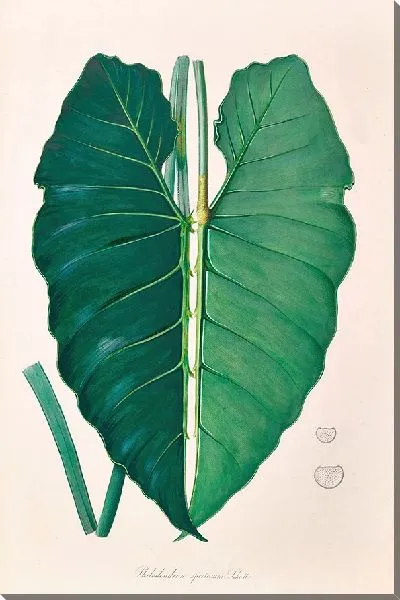 Картина Иконы Aroidearum Pl.07 (1857 г.)