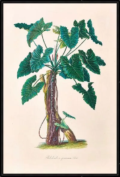 Картина Иконы Aroidearum Pl.06 (1857 г.)